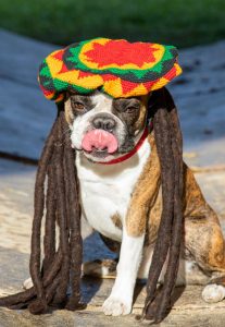 foto centrale collage evolution travel