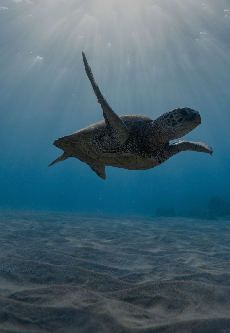 Boa Vista Isola casa delle tartarughe marine Boa Vista
Isola casa delle tartarughe marine