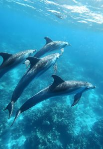 delfini